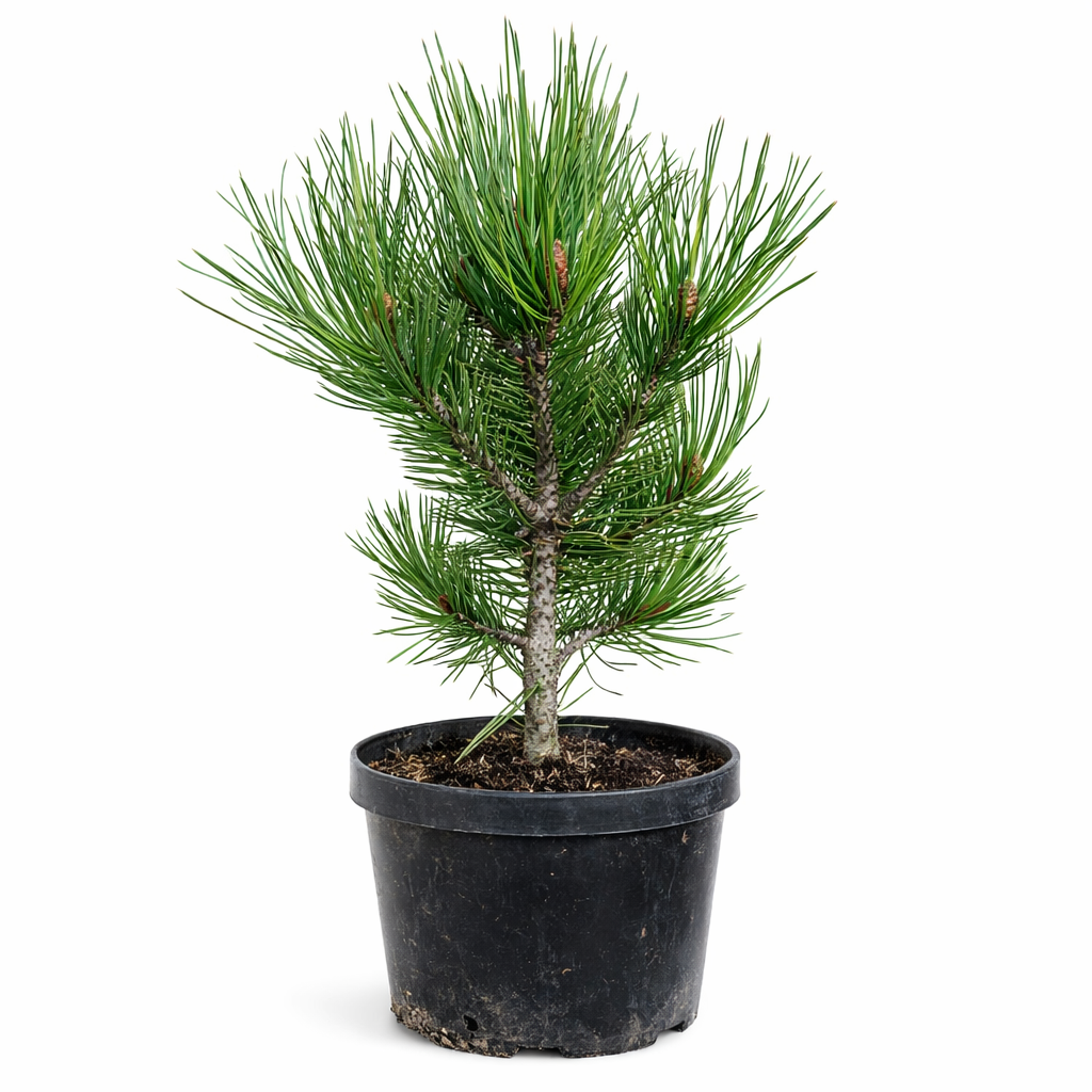 Pinus Leucodermis 'groen' - View 2 from www redcrocus com