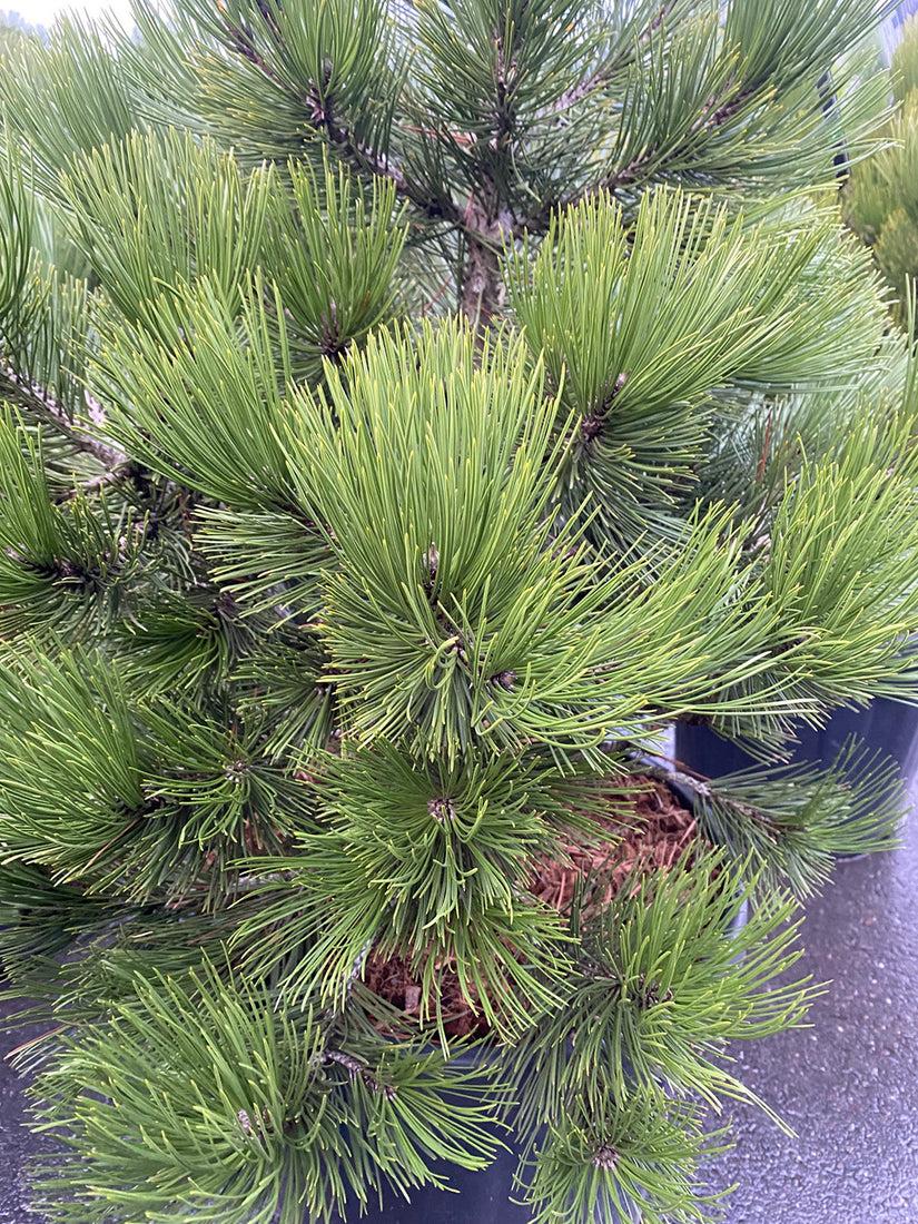 Pinus Leucodermis 'groen' - View 30 from www redcrocus com