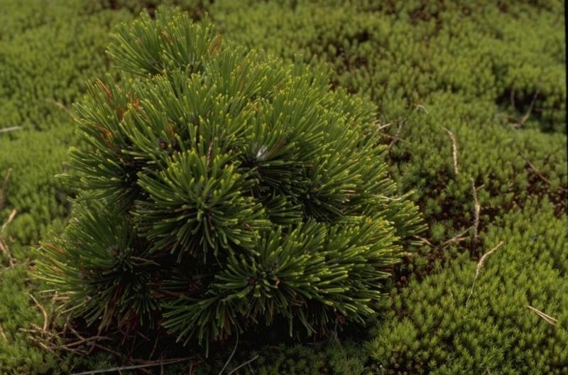 Pinus Leucodermis 'groen' - View 31 from www redcrocus com