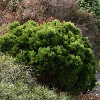 Pinus Leucodermis 'groen' - View 5 from www redcrocus com