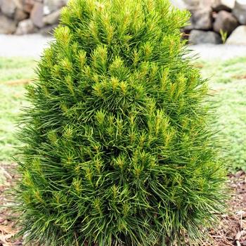 Pinus Leucodermis 'groen' - View 6 from www redcrocus com