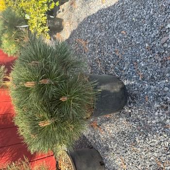 Pinus Leucodermis 'groen' - View 7 from www redcrocus com