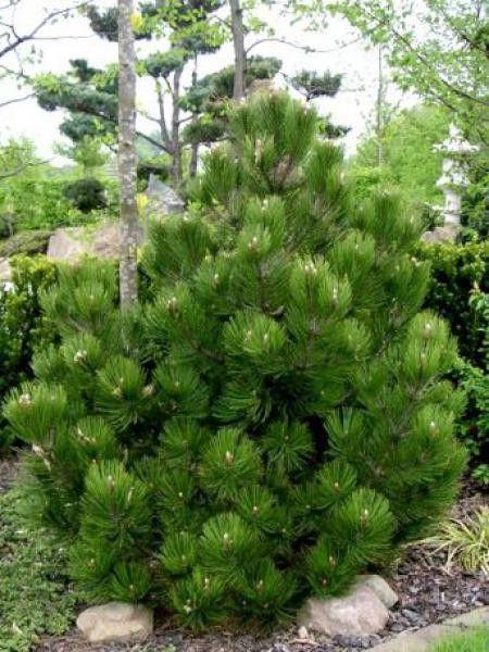Pinus Leucodermis 'groen' - View 9 from www redcrocus com