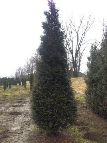 Thuja Plicata 'northern Spire' - View 10 from www redcrocus com