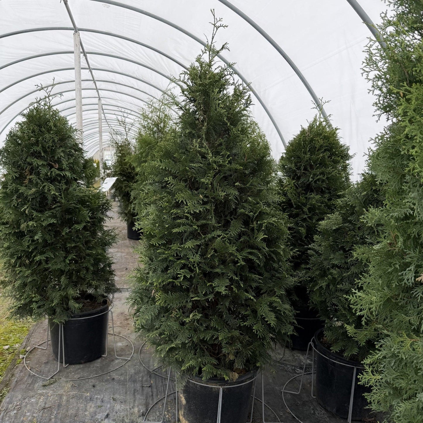 Thuja Plicata 'northern Spire' - View 14 from www redcrocus com