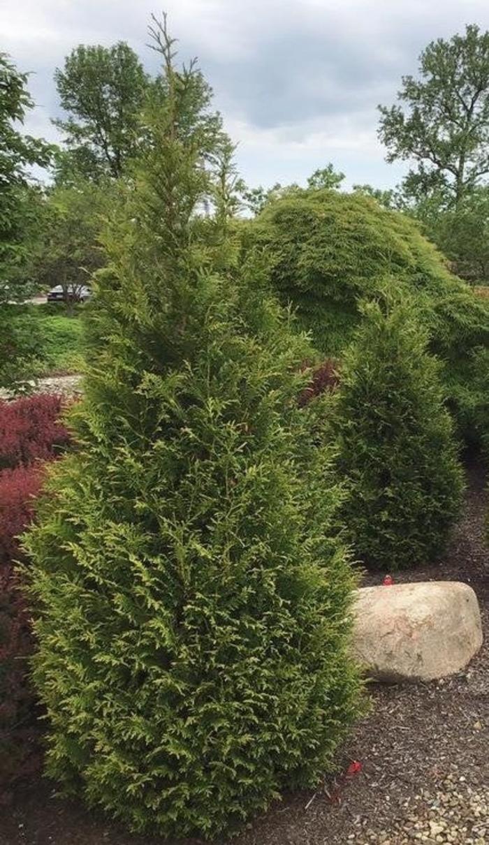 Thuja Plicata 'northern Spire' - View 18 from www redcrocus com