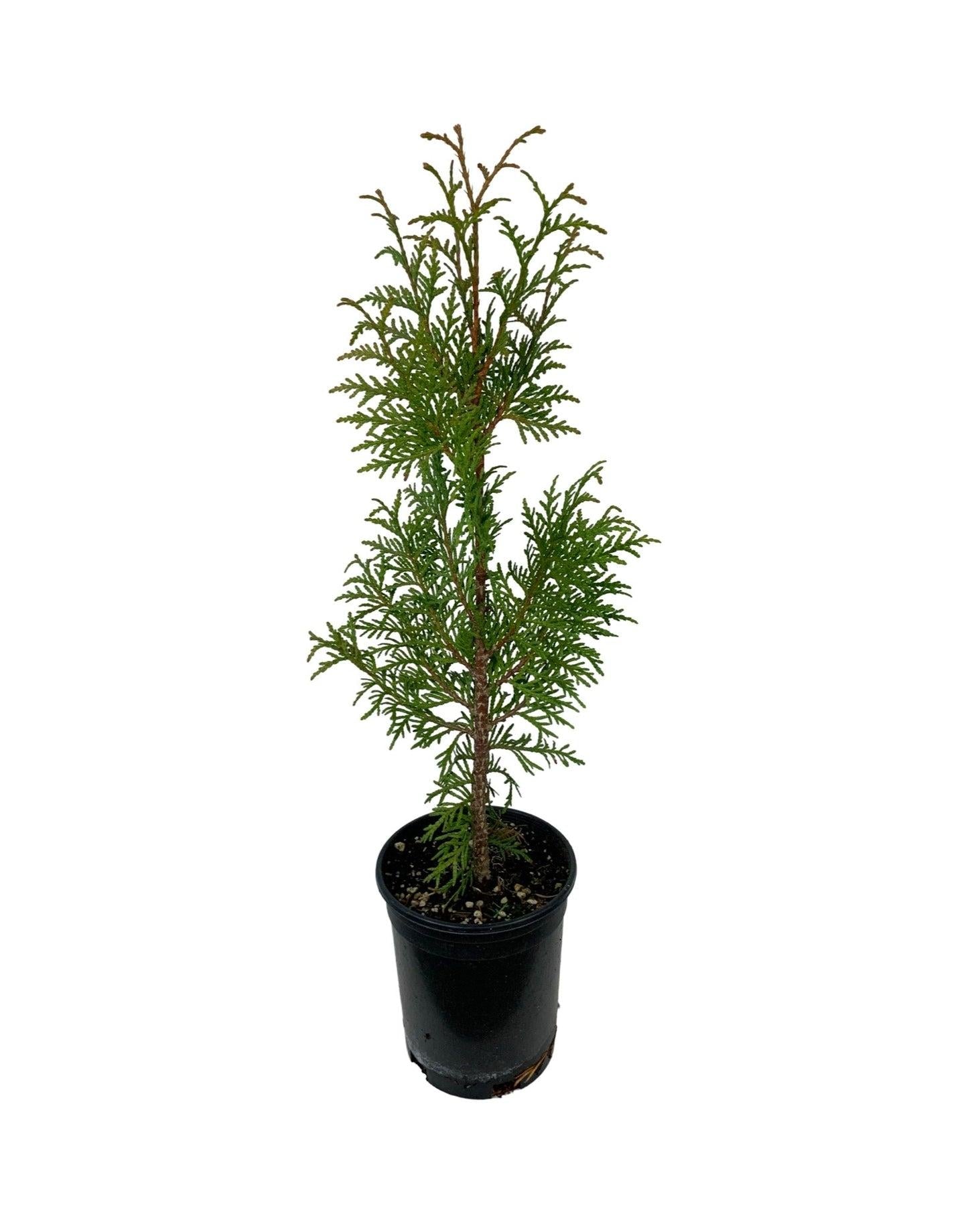 Thuja Plicata 'northern Spire' - View 19 from www redcrocus com