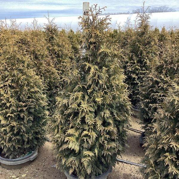 Thuja Plicata 'northern Spire' - View 20 from www redcrocus com