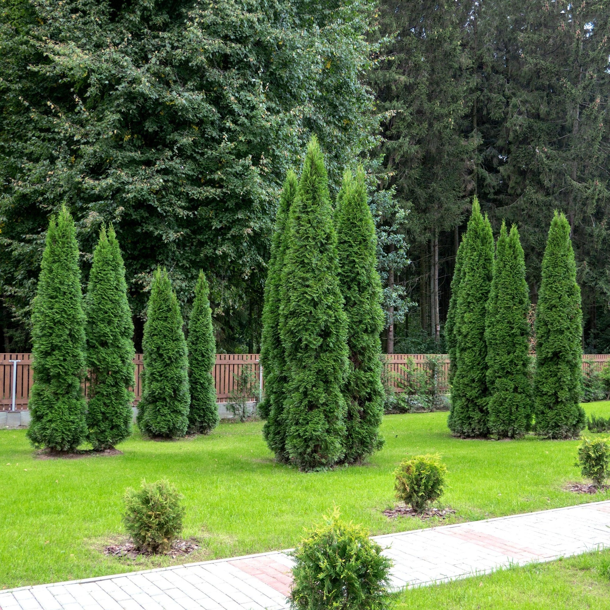 Thuja Plicata 'northern Spire' - View 21 from www redcrocus com