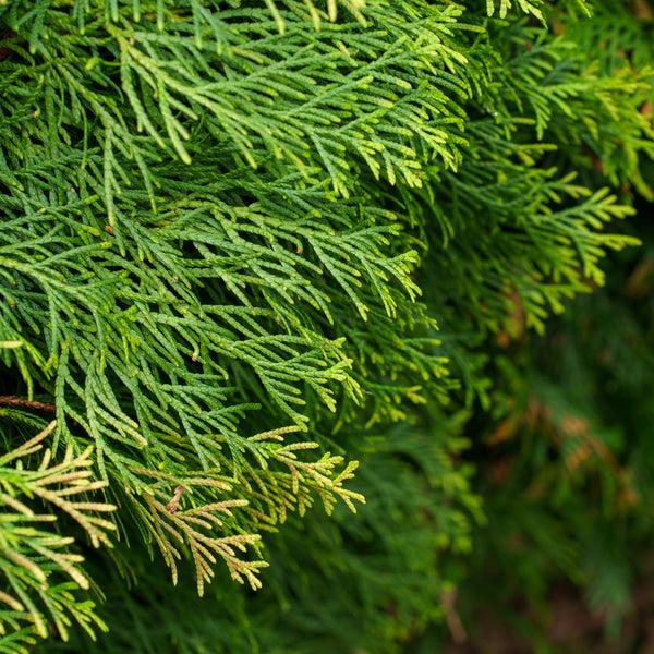 Thuja Plicata 'northern Spire' - View 23 from www redcrocus com