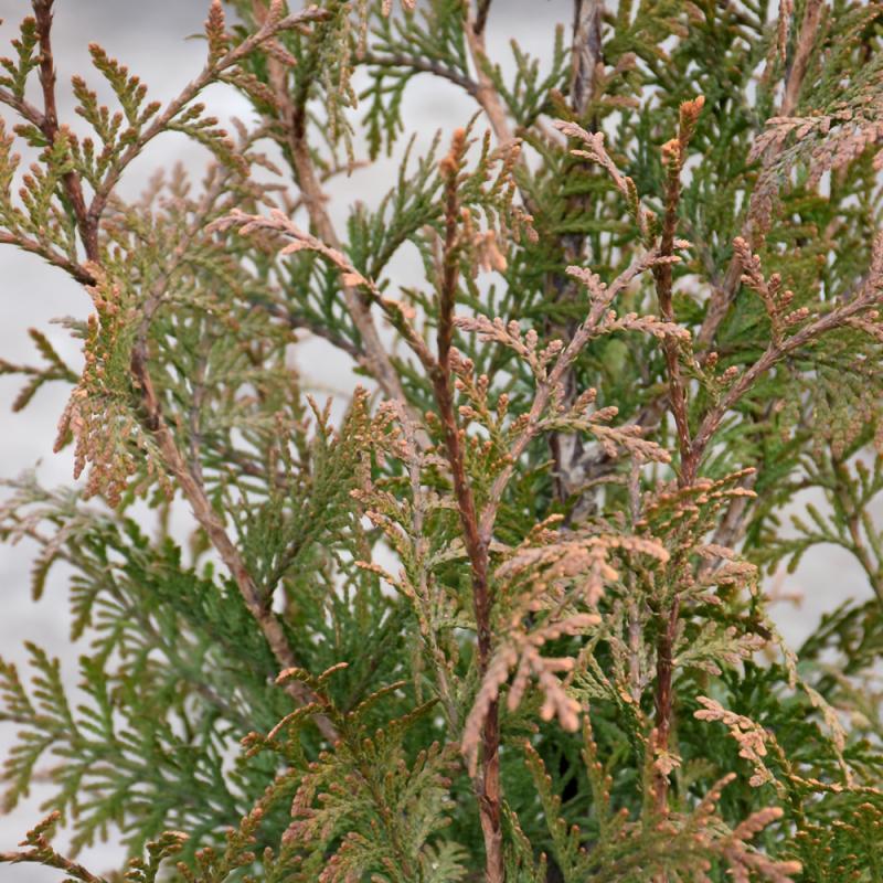 Thuja Plicata 'northern Spire' - View 24 from www redcrocus com