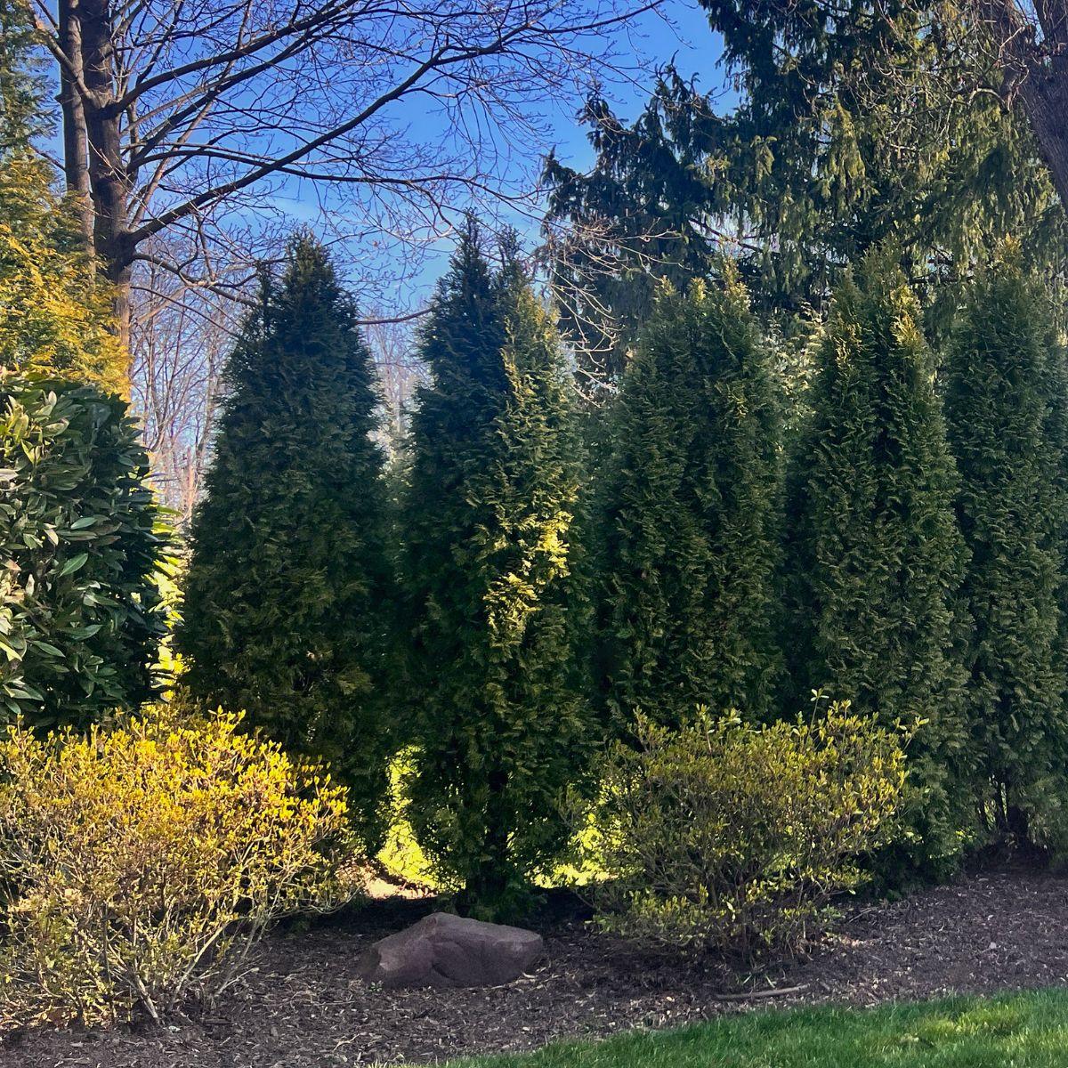 Thuja Plicata 'northern Spire' - View 25 from www redcrocus com