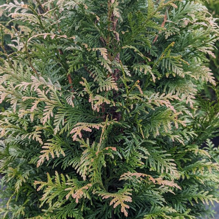Thuja Plicata 'northern Spire' - View 27 from www redcrocus com