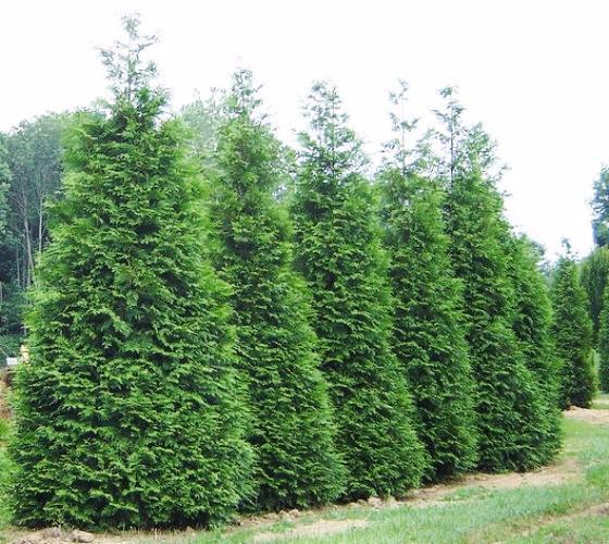 Thuja Plicata 'northern Spire' - View 28 from www redcrocus com
