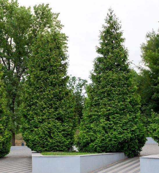 Thuja Plicata 'northern Spire' - View 2 from www redcrocus com