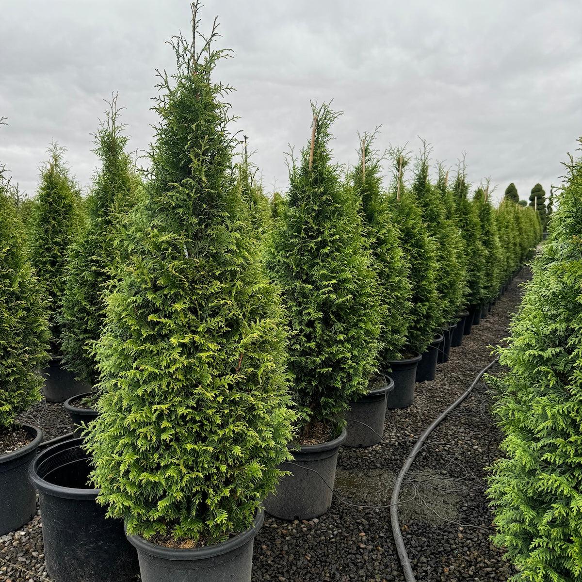 Thuja Plicata 'northern Spire' - View 33 from www redcrocus com