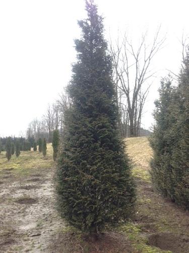 Thuja Plicata 'northern Spire' - View 35 from www redcrocus com