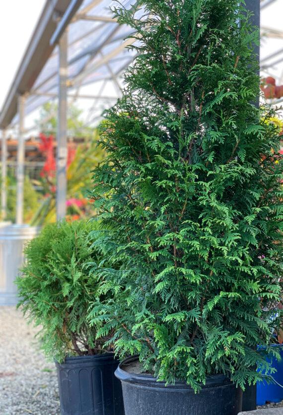 Thuja Plicata 'northern Spire' - View 38 from www redcrocus com