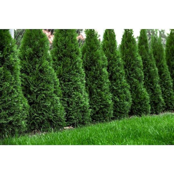 Thuja Plicata 'northern Spire' - View 4 from www redcrocus com