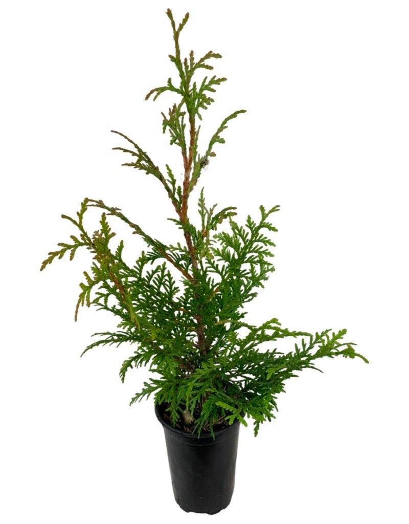 Thuja Plicata 'northern Spire' - View 5 from www redcrocus com