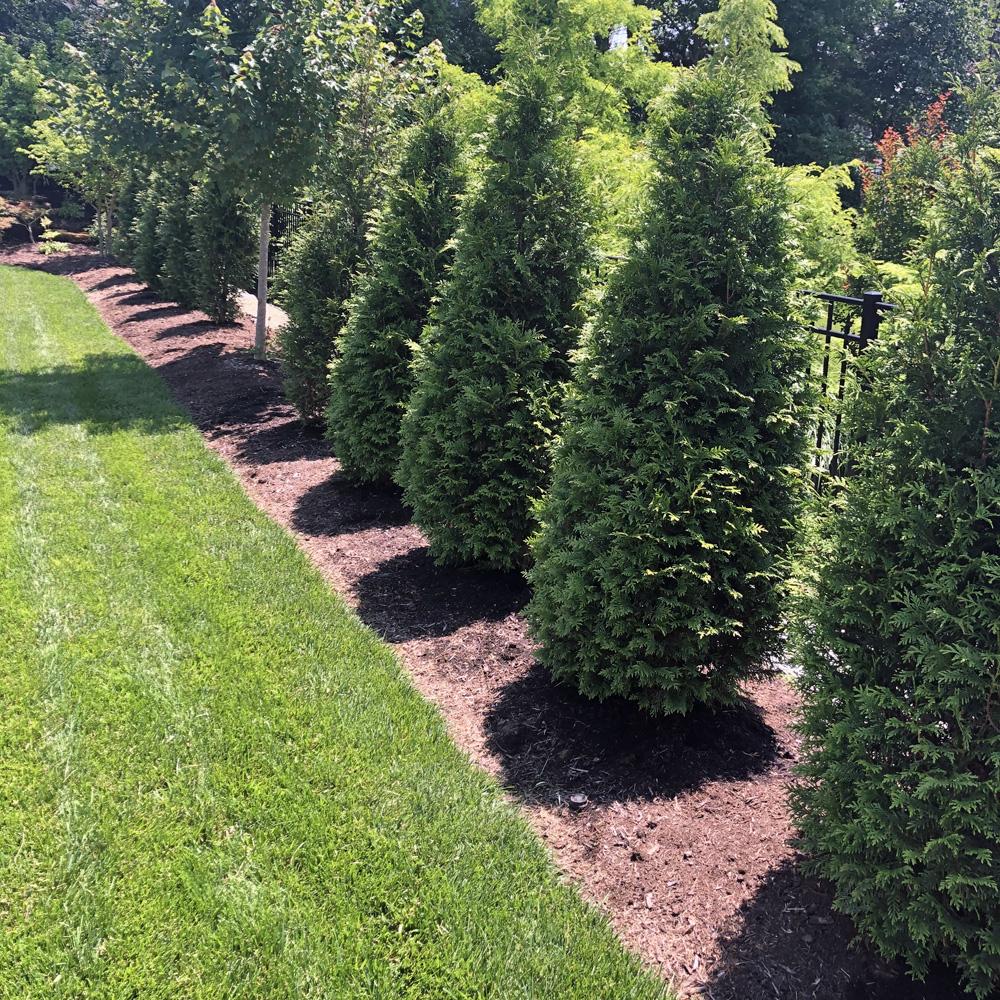 Thuja Plicata 'northern Spire' - View 6 from www redcrocus com