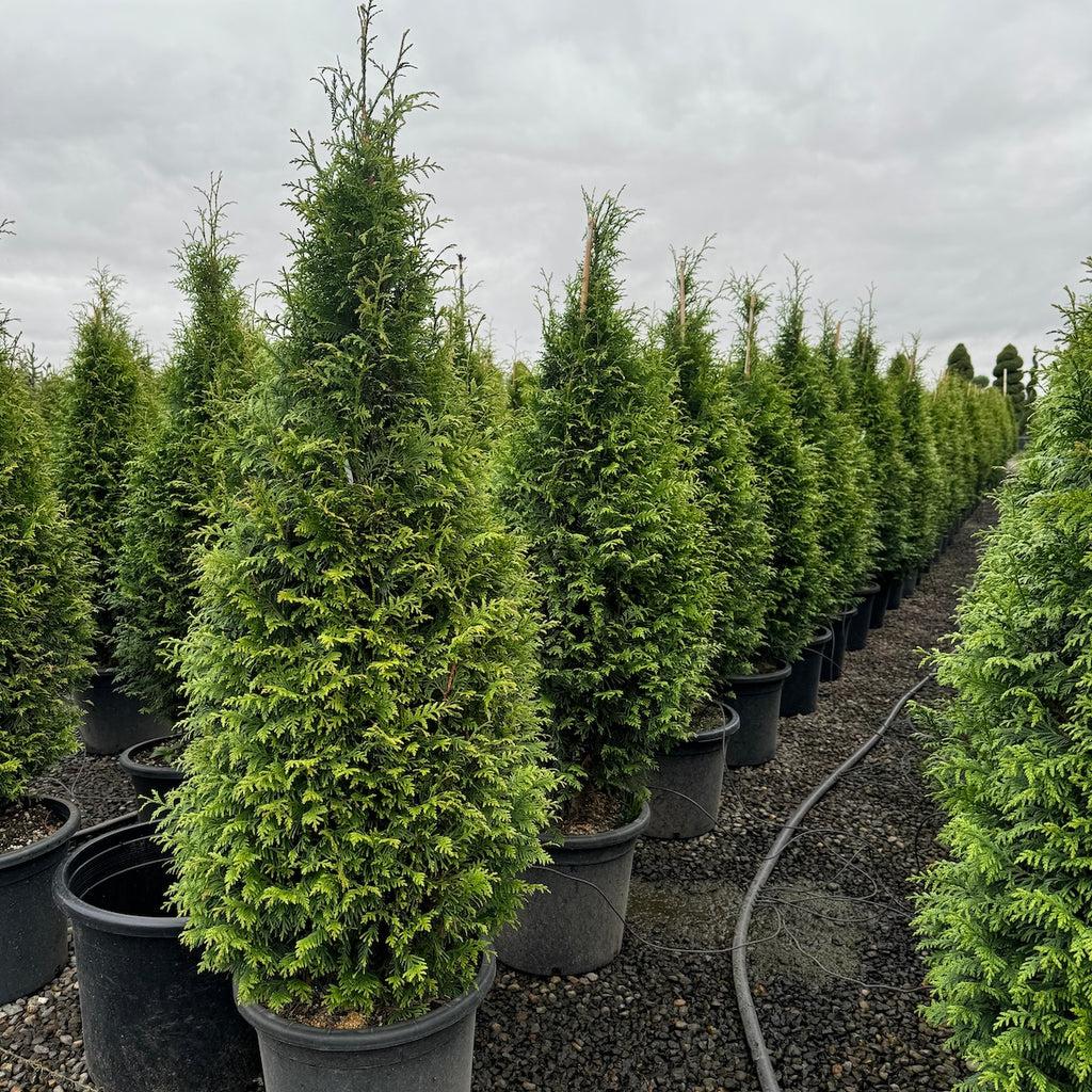 Thuja Plicata 'northern Spire' - View 7 from www redcrocus com