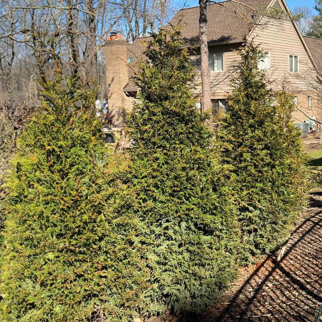 Thuja Plicata 'northern Spire' - View 8 from www redcrocus com
