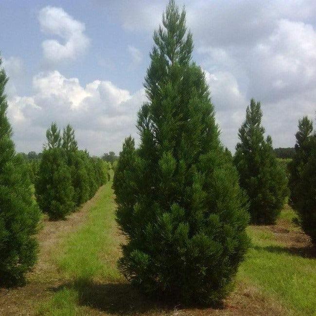 Cryptomeria Japonica 'radicans' - View 10 from www redcrocus com