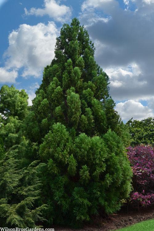 Cryptomeria Japonica 'radicans' - View 11 from www redcrocus com