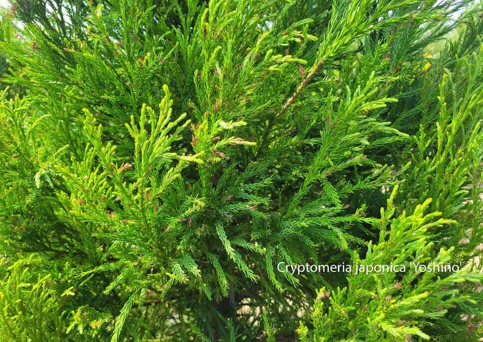 Cryptomeria Japonica 'radicans' - View 12 from www redcrocus com