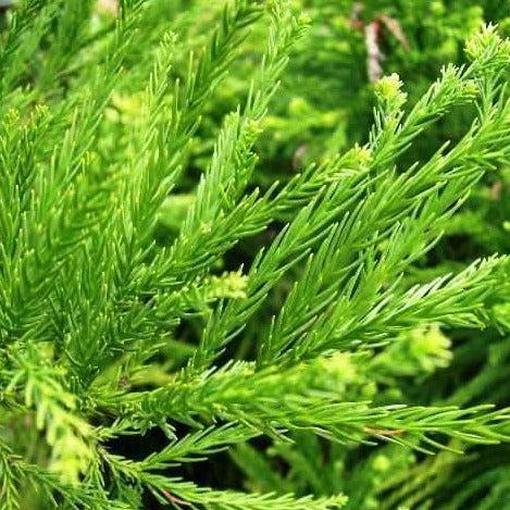 Cryptomeria Japonica 'radicans' - View 13 from www redcrocus com