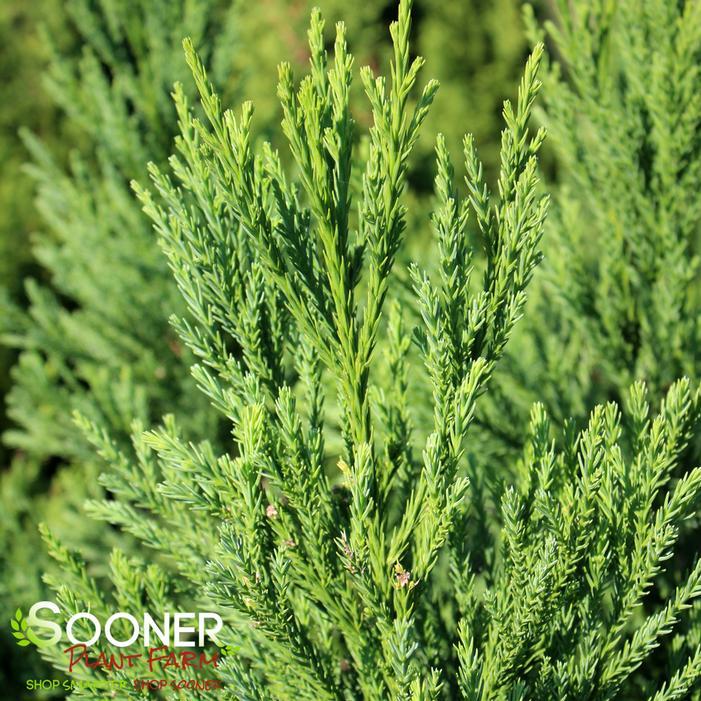 Cryptomeria Japonica 'radicans' - View 14 from www redcrocus com