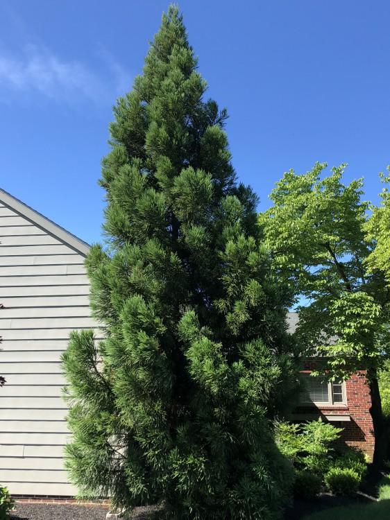 Cryptomeria Japonica 'radicans' - View 15 from www redcrocus com
