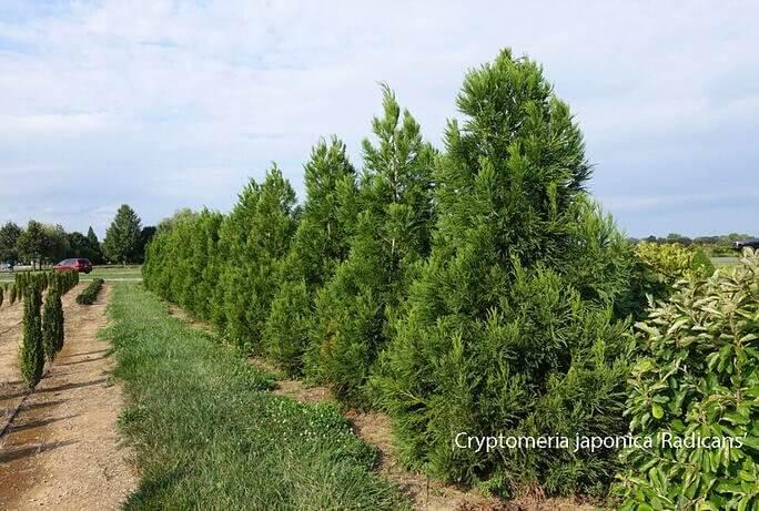 Cryptomeria Japonica 'radicans' - View 16 from www redcrocus com