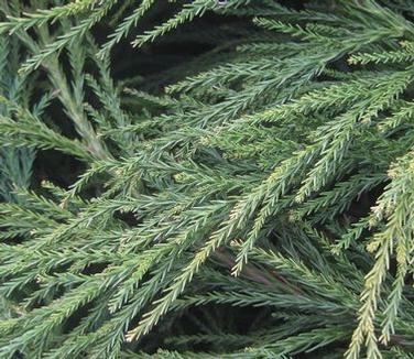 Cryptomeria Japonica 'radicans' - View 17 from www redcrocus com