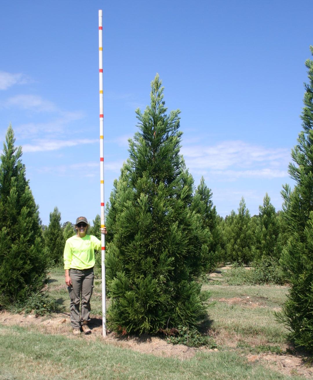 Cryptomeria Japonica 'radicans' - View 18 from www redcrocus com