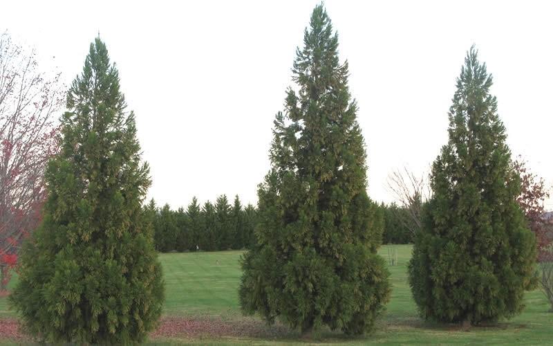 Cryptomeria Japonica 'radicans' - View 19 from www redcrocus com