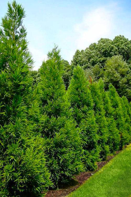 Cryptomeria Japonica 'radicans' - View 1 from www redcrocus com
