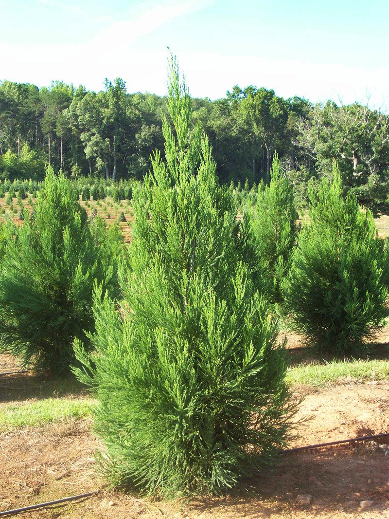 Cryptomeria Japonica 'radicans' - View 20 from www redcrocus com
