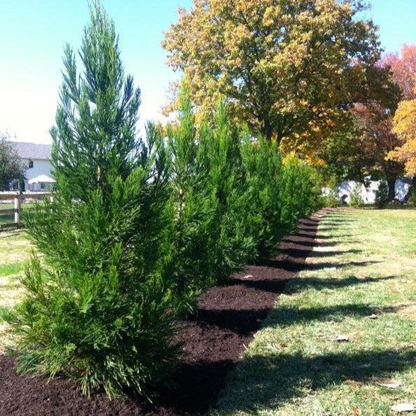 Cryptomeria Japonica 'radicans' - View 21 from www redcrocus com