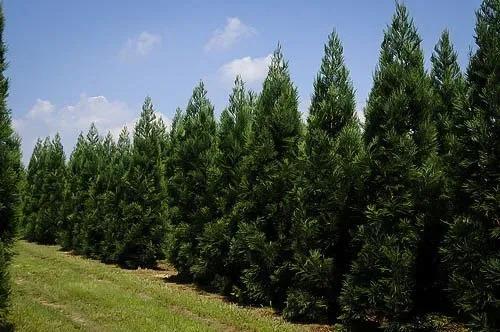 Cryptomeria Japonica 'radicans' - View 23 from www redcrocus com