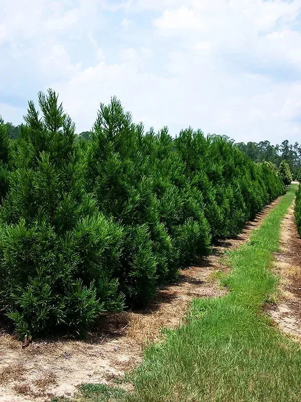 Cryptomeria Japonica 'radicans' - View 24 from www redcrocus com