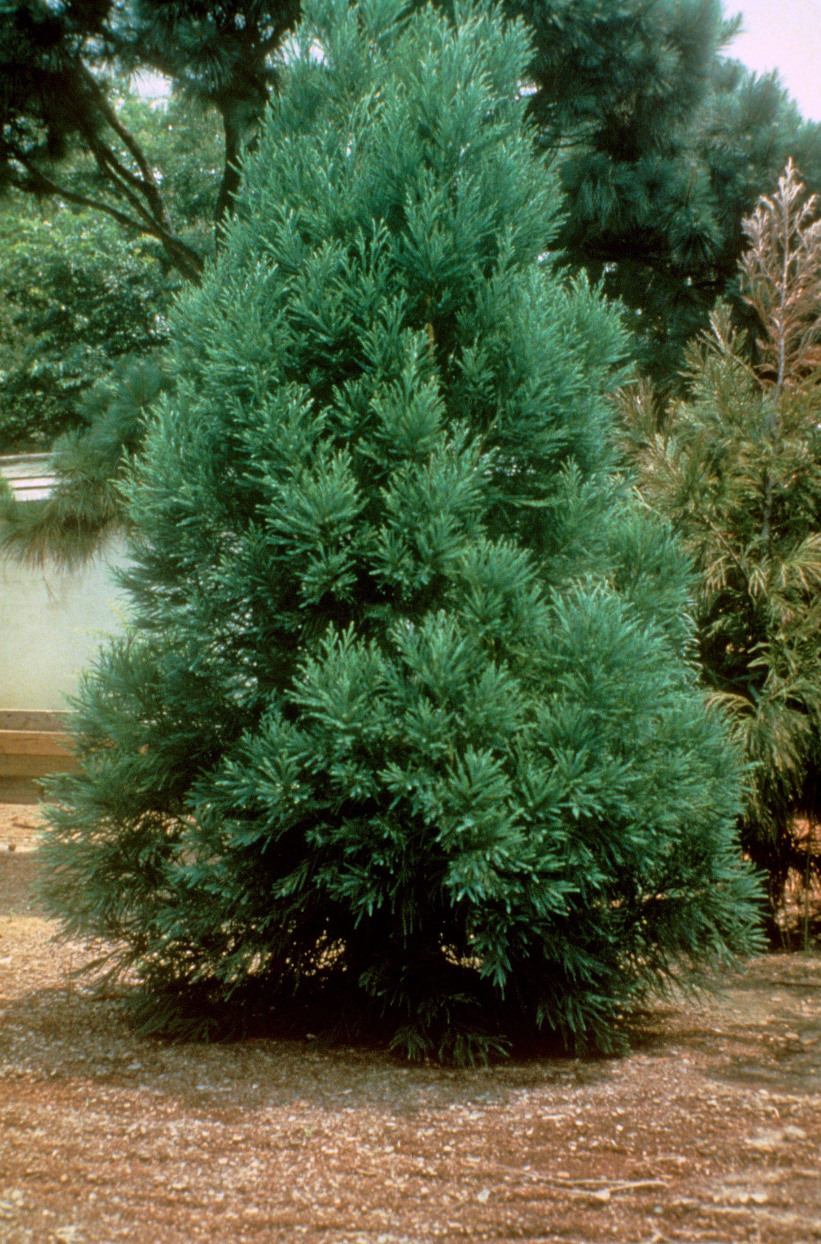 Cryptomeria Japonica 'radicans' - View 25 from www redcrocus com