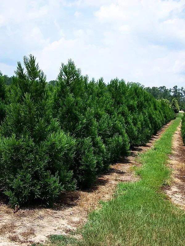 Cryptomeria Japonica 'radicans' - View 26 from www redcrocus com