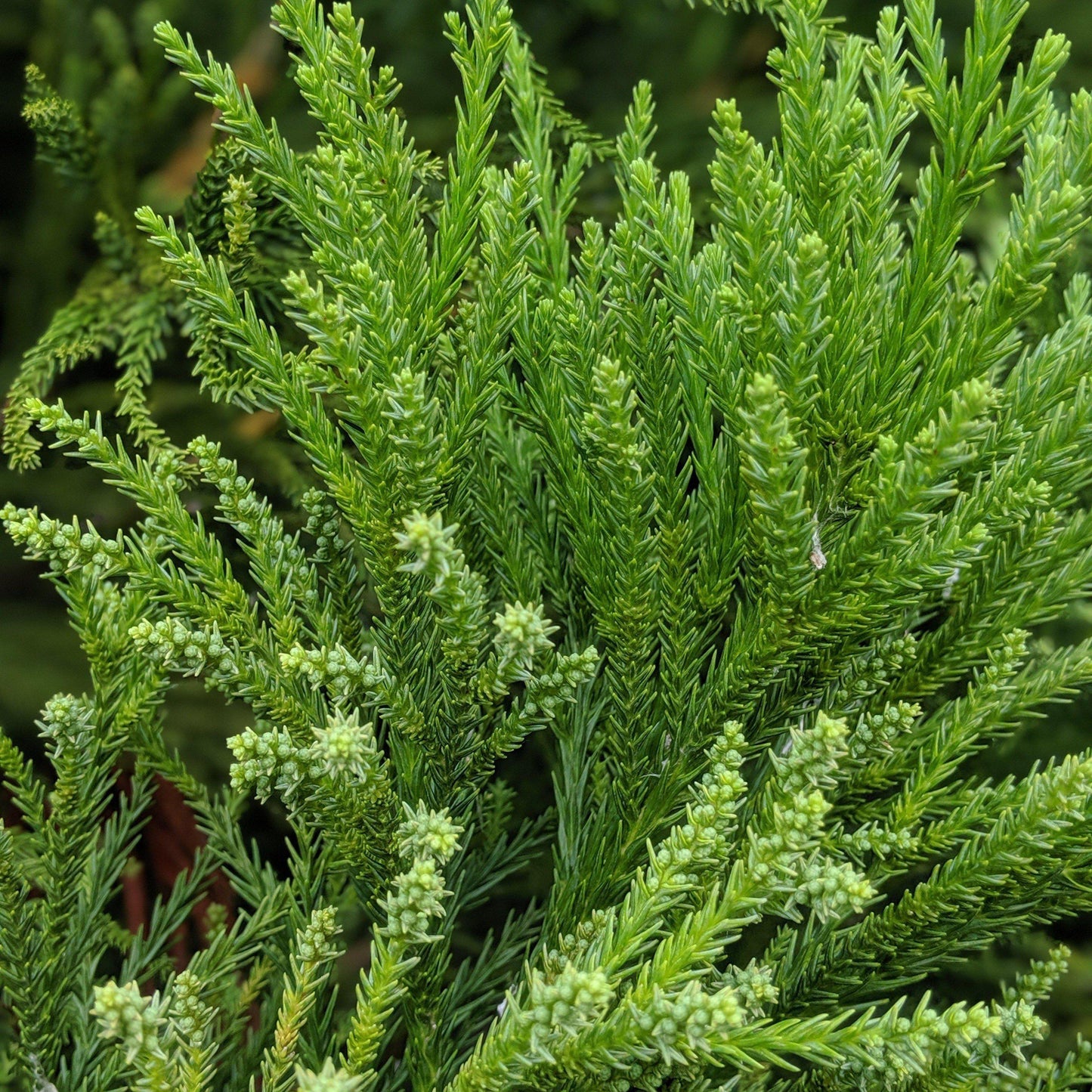 Cryptomeria Japonica 'radicans' - View 27 from www redcrocus com