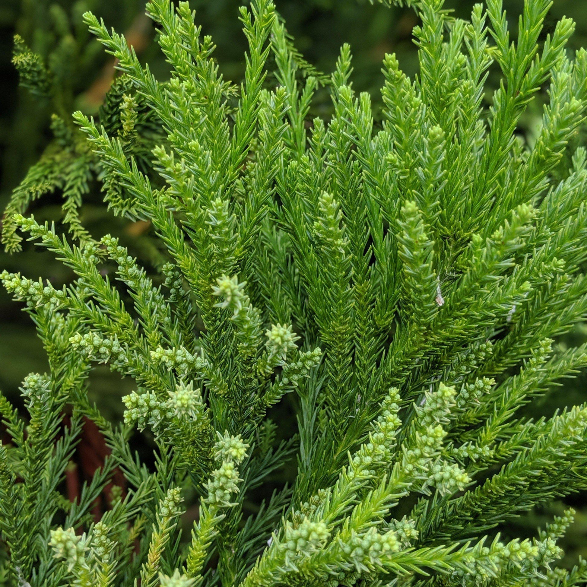 Cryptomeria Japonica 'radicans' - View 27 from www redcrocus com