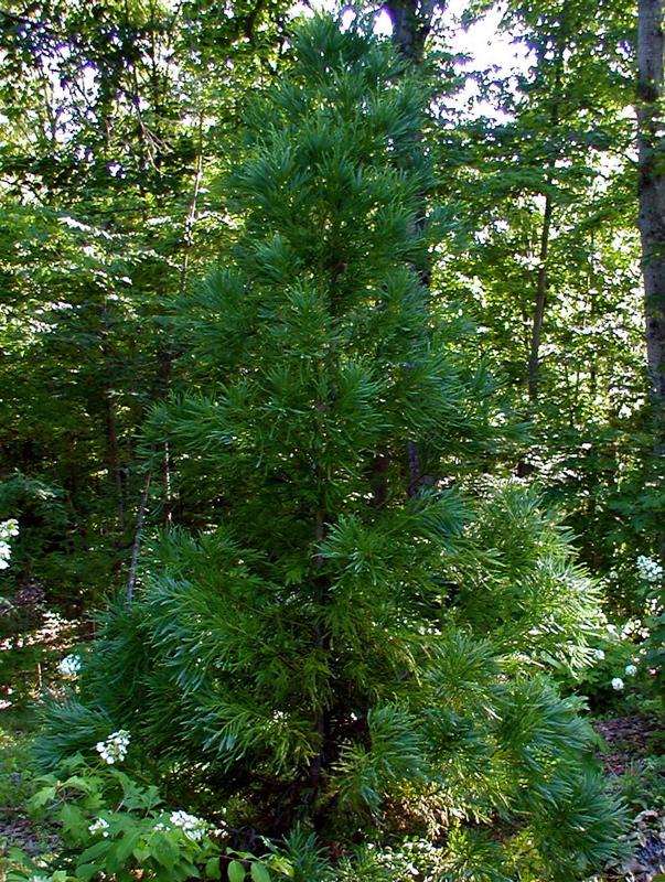 Cryptomeria Japonica 'radicans' - View 28 from www redcrocus com