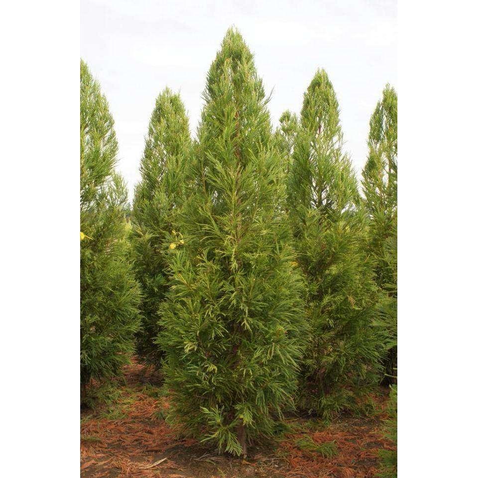 Cryptomeria Japonica 'radicans' - View 29 from www redcrocus com