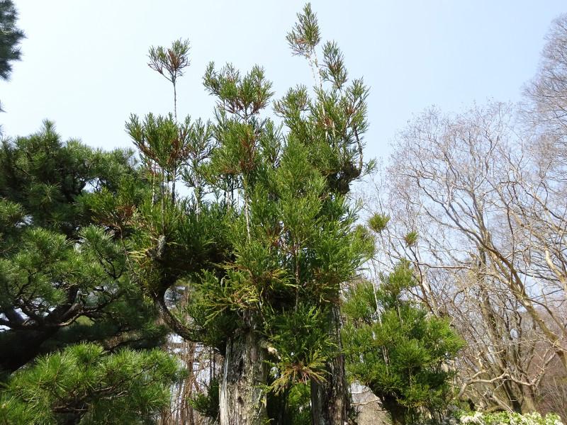Cryptomeria Japonica 'radicans' - View 30 from www redcrocus com
