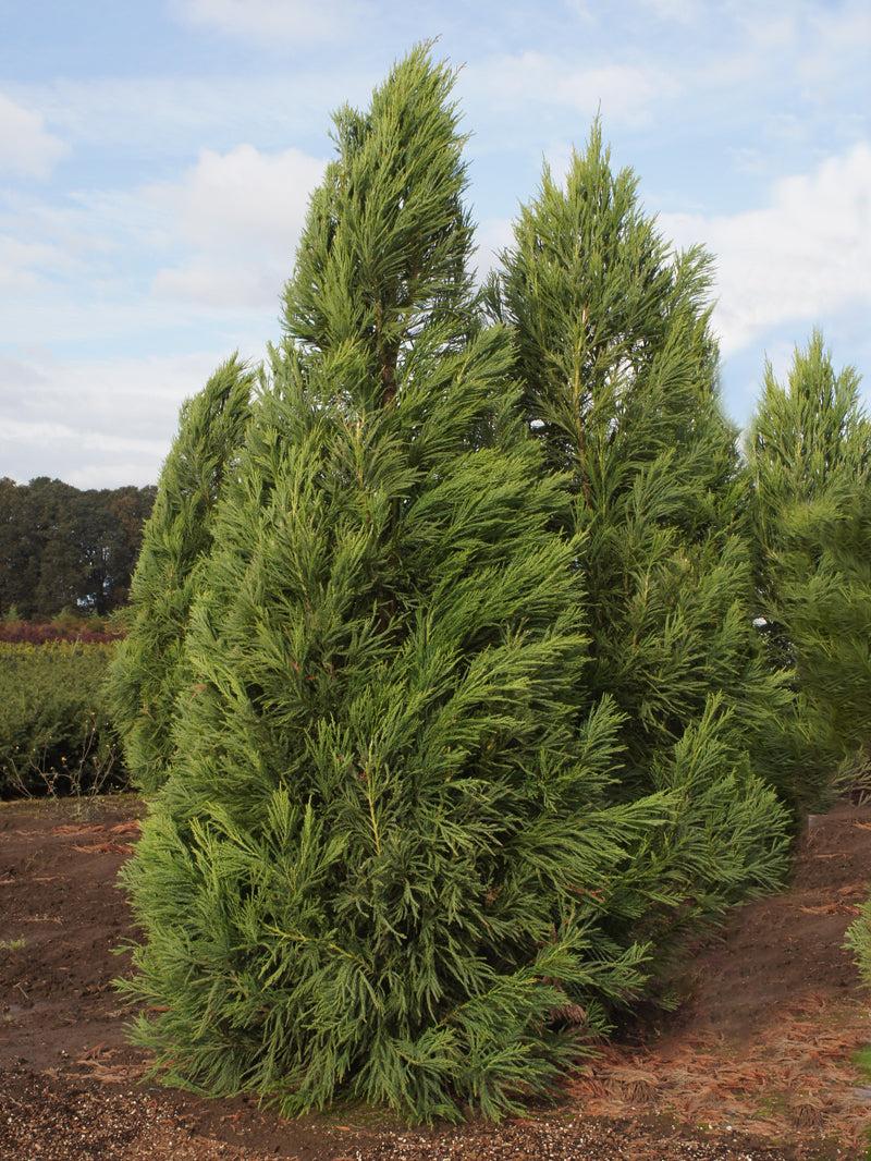 Cryptomeria Japonica 'radicans' - View 31 from www redcrocus com